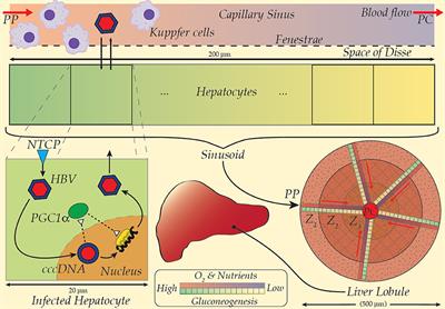 Frontiers | Mathematical Modeling For Hepatitis B Virus: Would Spatial ...